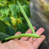 Tendergreen Green Bean Seeds – Phaseolus Vulgaris Vegetable – photo 5
