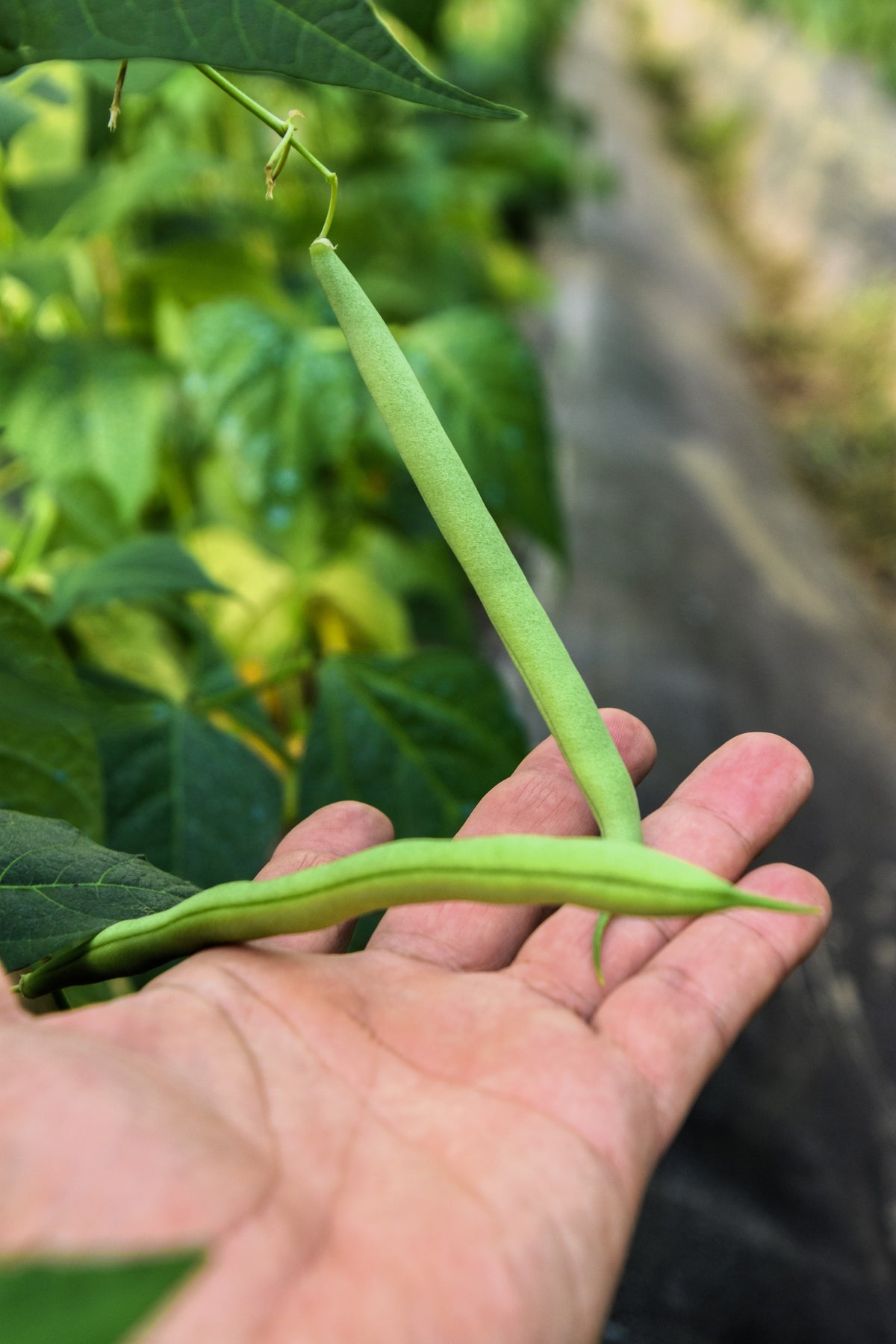 Tendergreen Green Bean Seeds – Phaseolus Vulgaris Vegetable – photo 5