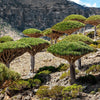 Dragon Tree Seeds – Dracaena Draco Canary Island Drago Blood Asparagus Yucca Evergreen Succulent Houseplant – photo 5