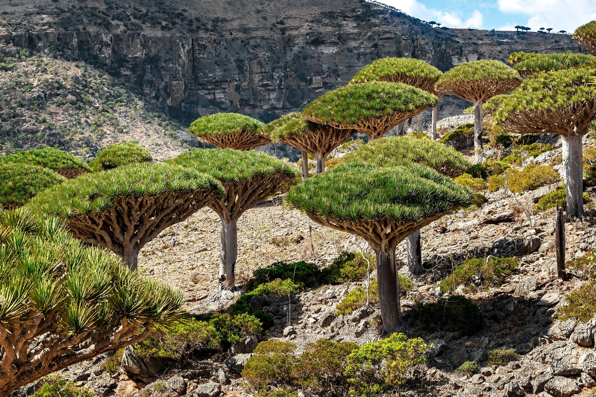 Dragon Tree Seeds – Dracaena Draco Canary Island Drago Blood Asparagus Yucca Evergreen Succulent Houseplant – photo 5