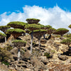 Dragon Tree Seeds – Dracaena Draco Canary Island Drago Blood Asparagus Yucca Evergreen Succulent Houseplant – photo 13