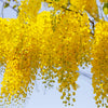 15 GOLDEN SHOWER TREE Gold Rush Yellow Cassia Fistula Flower Seeds