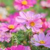 300 DWARF PINK COSMOS Cosmos Bipinnatus Flower Seeds