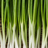 Evergreen Nebuka Bunching Onion Seeds – Japanese Allium Fistulosum Vegetable