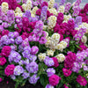 50 MIXED COLORS STOCK Matthiola Incana Ten-Week Gillyflower Blue White Pink Red Purple Seeds