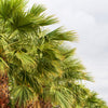 30 CALIFORNIA FAN PALM Tree Petticoat Arizona Desert Washingtonia Filifera Seeds