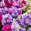 50 MIXED COLORS STOCK Matthiola Incana Ten-Week Gillyflower Blue White Pink Red Purple Seeds