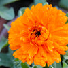 500 PACIFIC Beauty ORANGE MARIGOLD Calendula Officinalis Flower Seeds