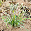 1000 Organic PSYLLIUM Plantago Ovata Plantain Herb Flower Seeds