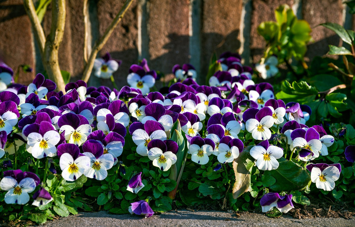 Johnny Jump Up Seeds – Violet Viola Tricolor Flower – photo 8