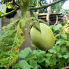 25 APPLEGREEN EGGPLANT Green Fruit / Vegetable Solanum Melongena Seeds