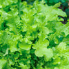 3000 OAK LEAF LETTUCE Lactuca Sativa Vegetable Seeds