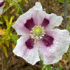 350 TASMANIAN Purple & White POPPY Papaver Somniferum Flower Seeds