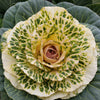 50 MIXED ORNAMENTAL CABBAGE Flowering Cabbage Brassica Oleracea Seeds