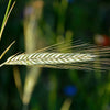 300 Wrens Abruzzi WINTER RYE Secale Cereale Grain Cover Crop Seeds
