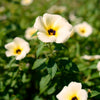 10 SIMPLY LOVE HIBISCUS (Flower of the Hour / Baldder Hibiscus) Hibiscus Trionum Flower Seeds