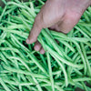 Slenderette Green Bean Seeds (Phaseolus vulgaris)