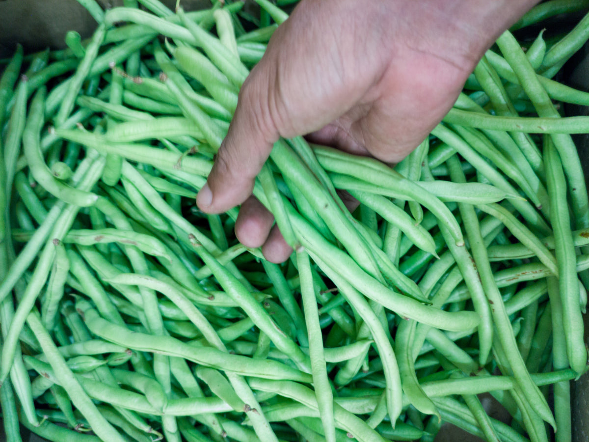 Slenderette Green Bean Seeds (Phaseolus vulgaris)