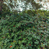 Trailing Blackberry Seeds – Pacific Rubus Ursinus Vining Shrub Fruit Berry – photo 8