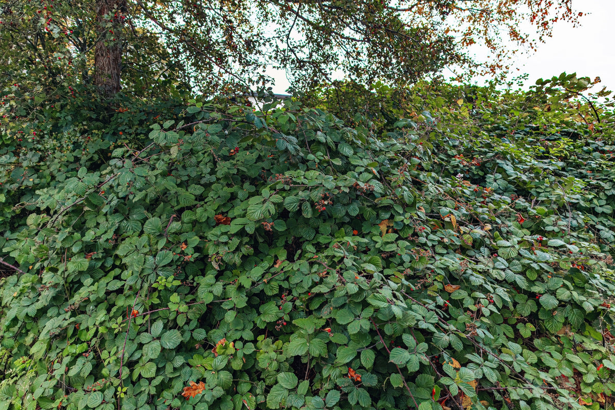 Trailing Blackberry Seeds – Pacific Rubus Ursinus Vining Shrub Fruit Berry – photo 8