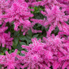 100 PINK MIX ASTILBE (False Spirea / False Goats Beard) Astilbe Chinensis Flower Seeds
