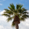 30 CALIFORNIA FAN PALM Tree Petticoat Arizona Desert Washingtonia Filifera Seeds