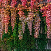 Boston Ivy Seeds – ( Bostonian Ivy / Wall Ivy ) Parthenocissus Tricuspidata Veitchii Vine Flower – photo 9