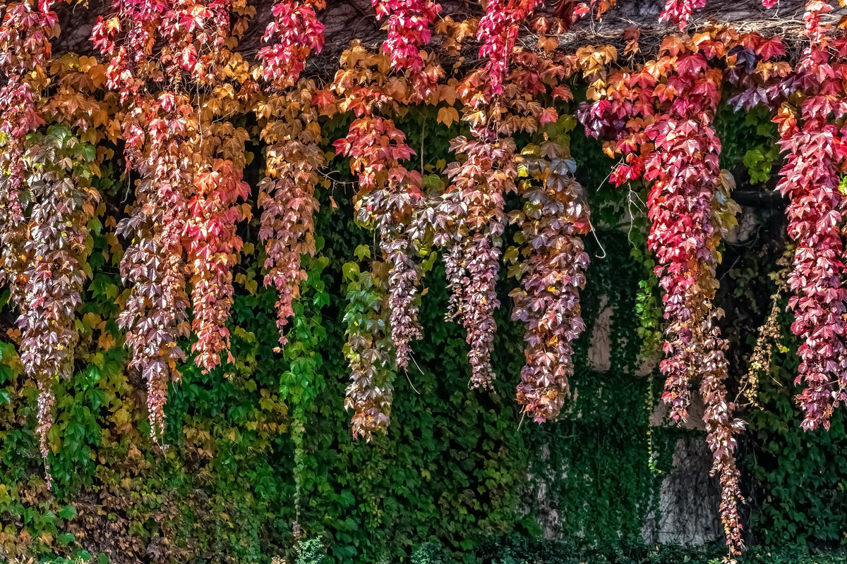 Boston Ivy Seeds – ( Bostonian Ivy / Wall Ivy ) Parthenocissus Tricuspidata Veitchii Vine Flower – photo 9