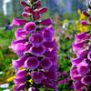 Seeds Mixed Foxglove Seeds – Digitalis Purpurea Flower – photo 15