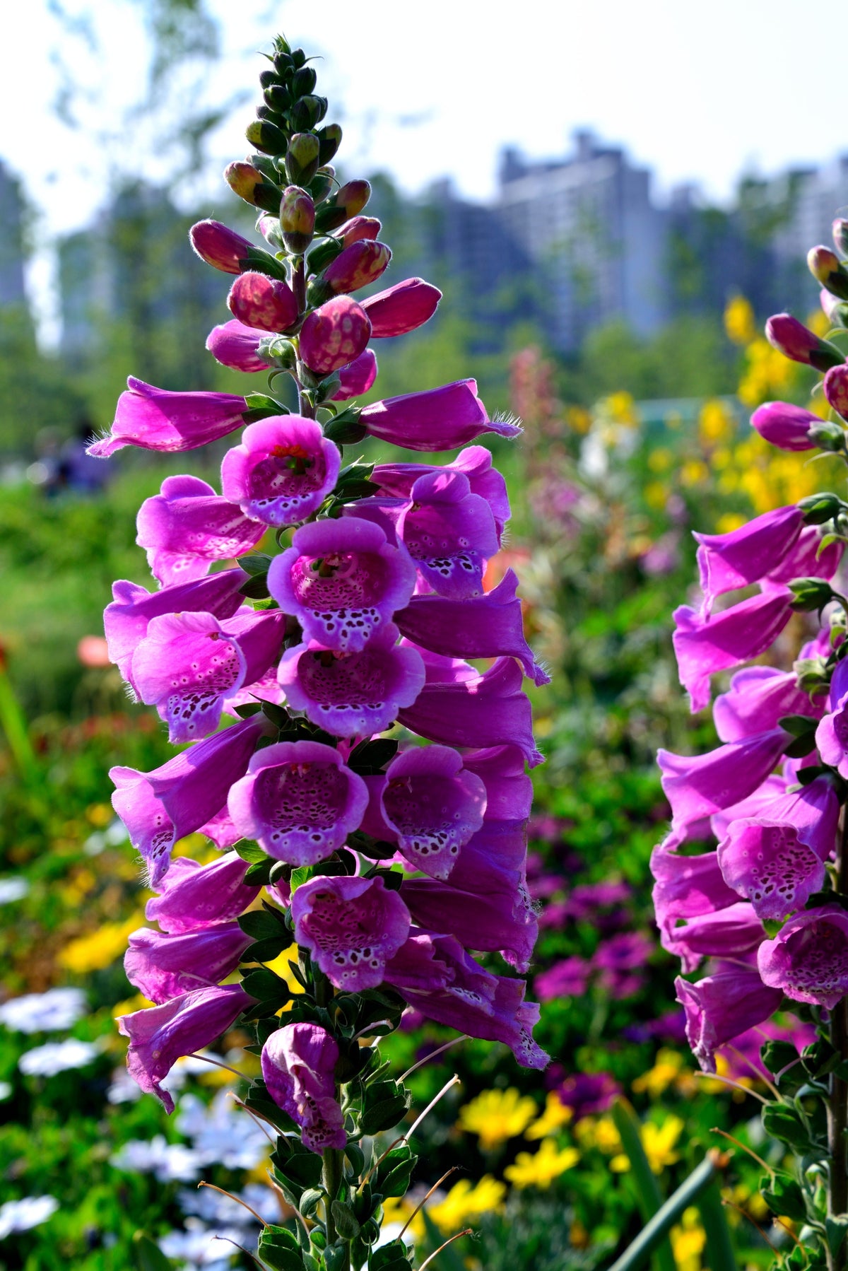 Seeds Mixed Foxglove Seeds – Digitalis Purpurea Flower – photo 15