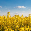 Dwarf Essex Rape Kale Seeds – Brassica Napus Vegetable – photo 5