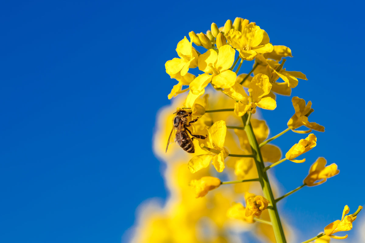 Old Fashioned Mustard Seeds – Ragged Edge Brassica Juncea Vegetable – photo 7