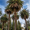 10 CANARY ISLAND Date PALM Phoenix Canariensis Tree Seeds