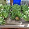 5 RED TIGER BANANA Hardy Musa Sikkimensis Bengal Flowering Darjeeling Sikkim Fruit Tree Seeds