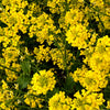 1000 BROWN MUSTARD Brassica Juncea Vegetable Herb Seeds