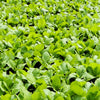 1000 BROWN MUSTARD Brassica Juncea Vegetable Herb Seeds