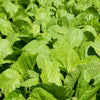 1000 BROWN MUSTARD Brassica Juncea Vegetable Herb Seeds