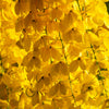 15 GOLDEN SHOWER TREE Gold Rush Yellow Cassia Fistula Flower Seeds