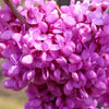 20 Eastern REDBUD TREE Cercis Canadensis Pink Flowering Native Tree Seeds