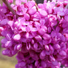20 Eastern REDBUD TREE Cercis Canadensis Pink Flowering Native Tree Seeds
