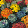 50 MIXED ORNAMENTAL CABBAGE Flowering Cabbage Brassica Oleracea Seeds
