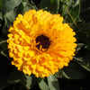 500 PACIFIC Beauty YELLOW MARIGOLD Calendula Officinalis Flower Seeds