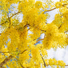 15 GOLDEN SHOWER TREE Gold Rush Yellow Cassia Fistula Flower Seeds