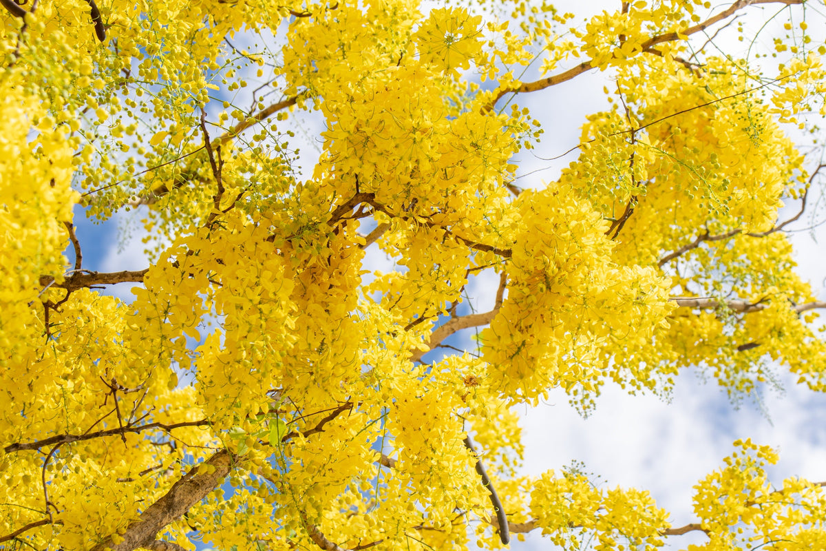 Golden Shower Tree Seeds – Gold Rush Yellow Cassia Fistula Flower – photo 8