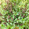 Licorice Basil Ocimum Basilicum Herb Flower Seeds – photo 6