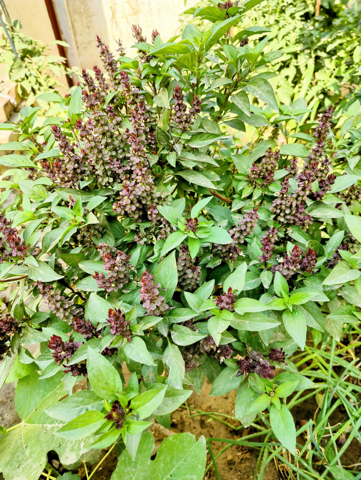 Licorice Basil Ocimum Basilicum Herb Flower Seeds – photo 6