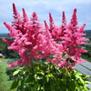100 PINK MIX ASTILBE (False Spirea / False Goats Beard) Astilbe Chinensis Flower Seeds