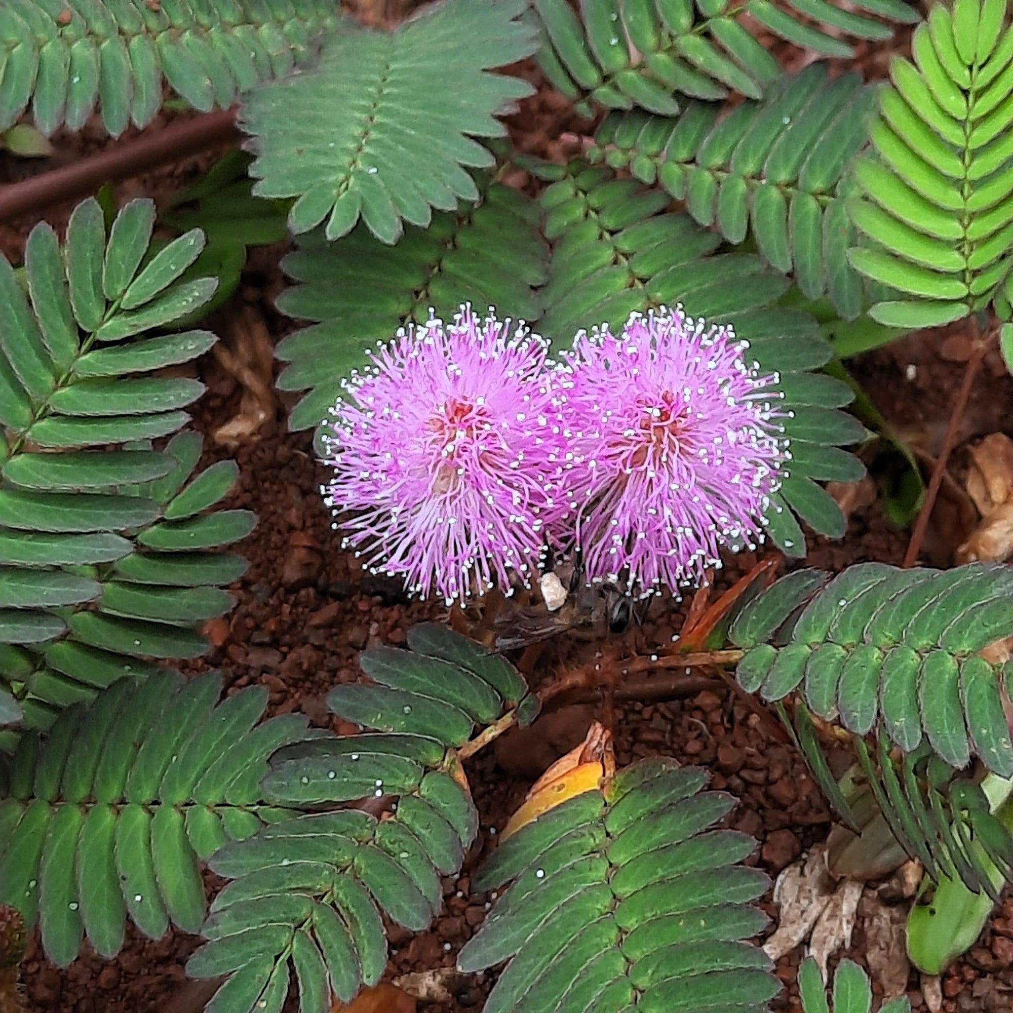 touch me not plant seeds 100 MIMOSA Pudica / Sensitive Plant / Touch Me Not Flower Seeds