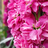 50 Rose PINK STOCK Matthiola Incana Ten-Week Gillyflower Seeds