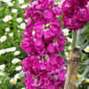 50 Rose PINK STOCK Matthiola Incana Ten-Week Gillyflower Seeds